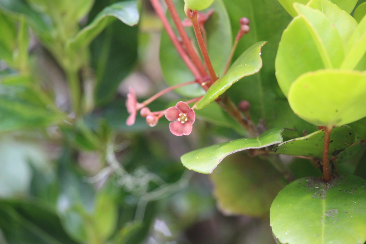 Euonymus revolutus Wight